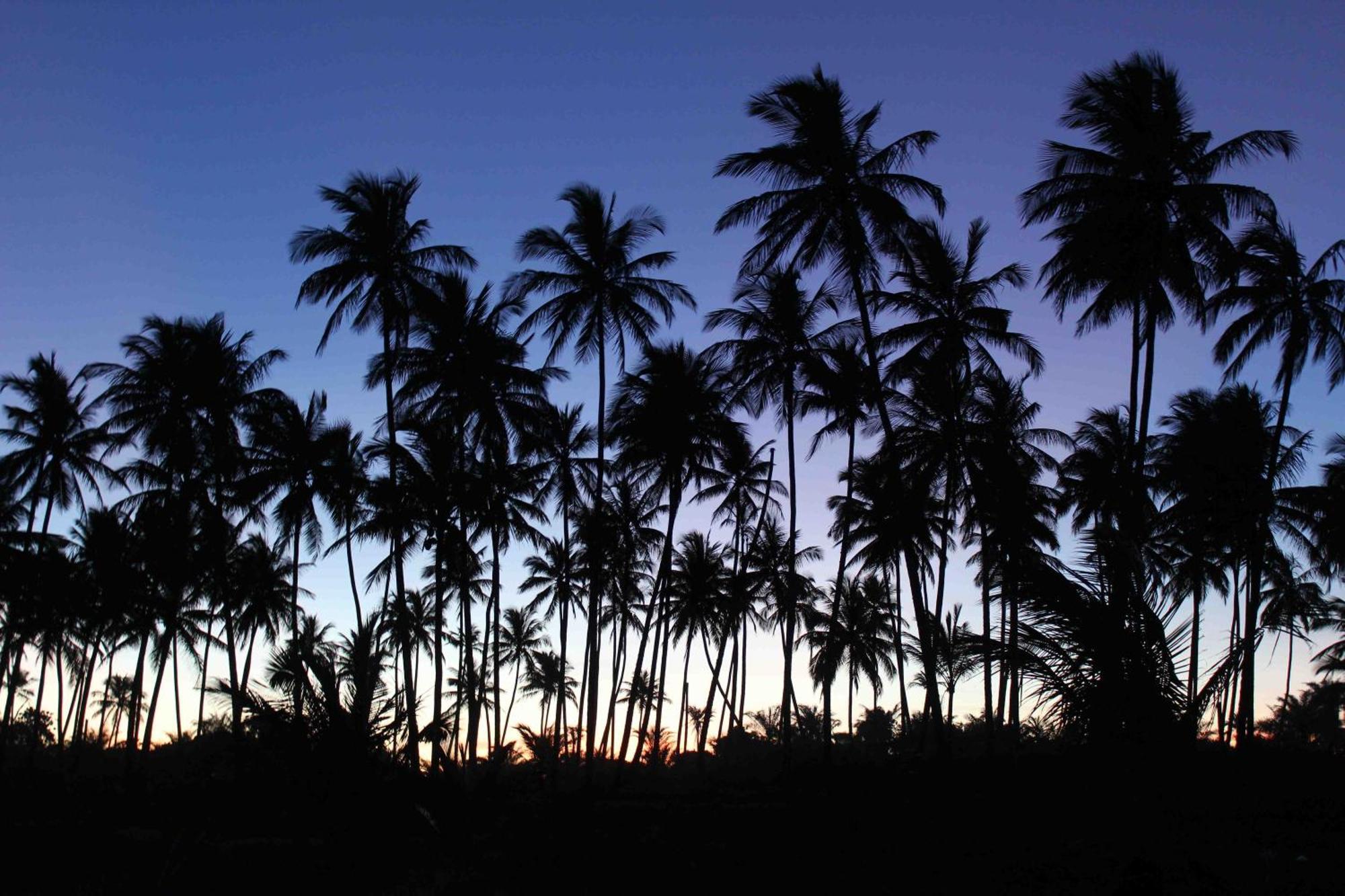 Dreamland Bungalows - Taipu De Fora - Barra Grande Экстерьер фото